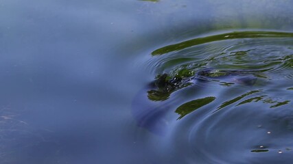 A rainbow trout darts back and forth along a current seam, turning and surging to pick off insects. Camera tracks movements, crisp ripples reflections. Tight shot on the Owens River near Bishop, CA.
