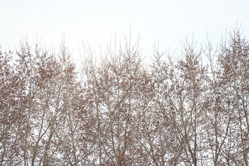 Landscape of early spring, trees and nature waking up, branches without leaves, first buds on the trees