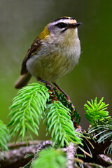 Sommergoldhähnchen // Common firecrest (Regulus ignicapilla / Regulus ignicapillus)