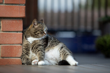 The cat sits leisurely on the street terrace, leaning against the corner of the house.