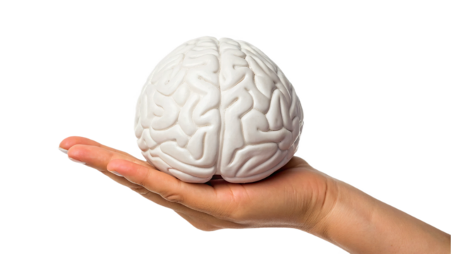 Hand holding an isolated human brain illustrating medical science and the concept of intelligence and the mind
