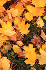 Autumn bright colorful background of yellow autumn leaves. Close-up of fallen leaves on the grass. Dry autumn leaves. Natural textured background. Top view. Full frame. Autumn background of leaves
