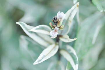 Justicia gendarussa,Justicia gendarussa Burm f 
 or ACANTHACEAE or white and green plant  white flower