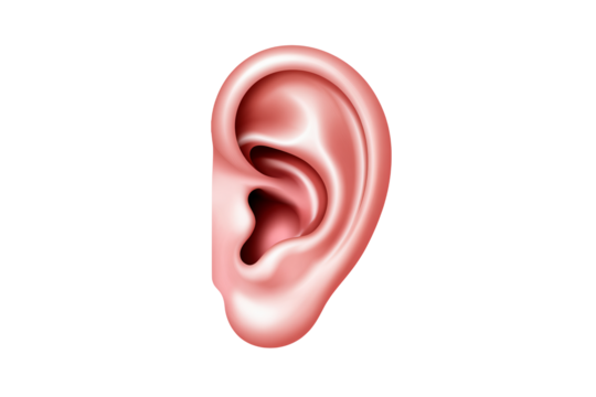 Human ear anatomy illustration, focusing on hearing, balance, and ear health