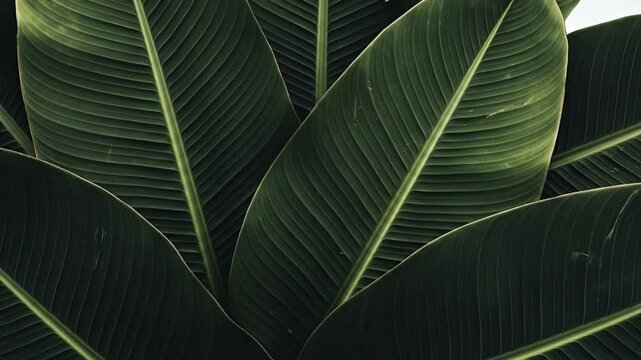 A mesmerizing close-up of lush, vibrant green leaves showcases their intricate natural patterns and textures. The deep green foliage, possibly from a tropical plant, fills the frame, with strong veins