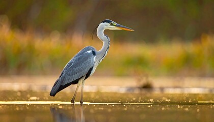 A majestic heron stands gracefully in shallow, reflective water