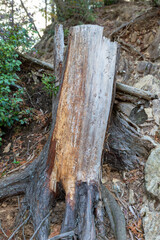 森の中で見つけた切り株