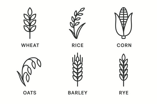 Line art icons of wheat, rice, corn, oats, barley, and rye
