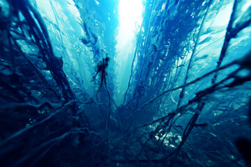 Underwater photo in a fast-flowing freshwater river with algae and underwater landscape