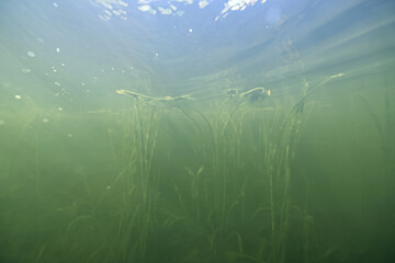 Naklejka na ściany i meble underwater photo, swamp pond or river, green freshwater background, green algae plankton, dirty water blooms Naklejka na ściany i meble underwater photo, swamp pond or river, green freshwater background, green algae plankton, dirty water blooms