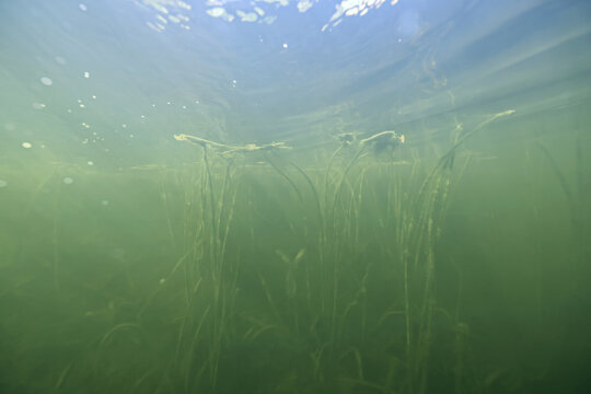 Fototapeta underwater photo, swamp pond or river, green freshwater background, green algae plankton, dirty water blooms