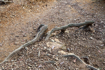 森の中で見つけた切り株