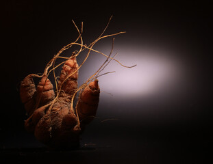 Carrot on a black background, art photo, scary Halloween card