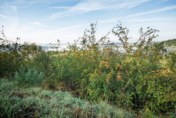 Lush bushes of hawthorn with red berries in a dense, green garden, located in the rolling hills of Montefeltro, near Pesaro and Urbino, in the Marche region of Italy.