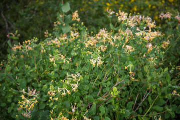 Lonicera caprifolium also known as the Italian woodbine,perfoliate honeysuckle, goat-leaf honeysuckle, Italian honeysuckle, or perfoliate woodbine,