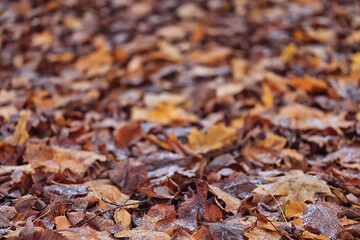 background is fallen autumn leaves, the seasonal backdrop of October fall