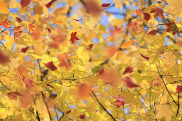 Leaf fall landscape in autumn park, colorful leaves flying in the wind background of October