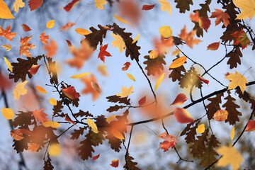 Falling autumn leaves, fall, yellow and red against the sky and tree branches in October park background