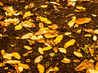 Yellow Autumn Leaves Scattered on Dark Soil