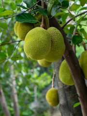 Young Green Jackfruit Growing on Tree Branch - Tropical Fruit Agriculture Plantation Close-Up