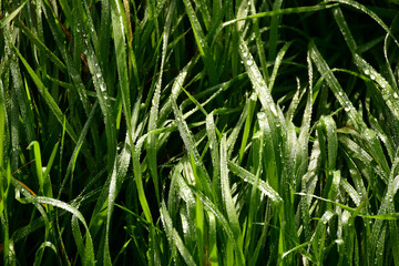 grass with dew drops  in the morning