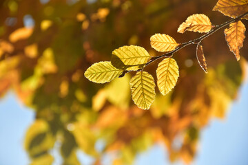 autumnal colored beech leaves in backlit on a blue sky