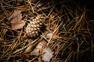 A single, textured pine cone resting amongst a thick layer of dry brown pine needles and fallen leaves on the dark forest floor, beautifully capturing the rich detail of the autumn woods.