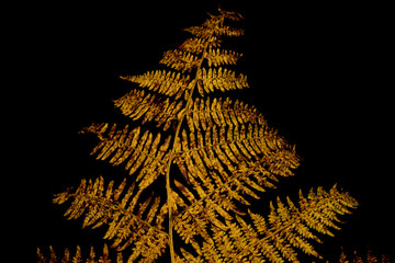 A fern leaf in the forest