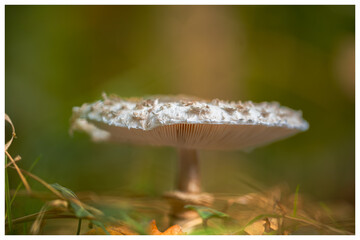 A beautiful mushroom in the forest
