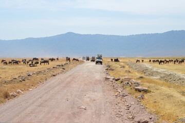 Africa, Tanzania, Ngorongoro, gnus, safari