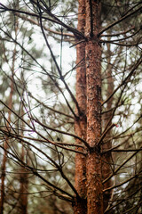 A close-up vertical view of two pine tree trunks with rough reddish-brown bark, featuring numerous exposed, spindly branches against a bright, hazy, overcast sky background.