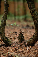 A single pine cone balanced on a small stump, framed by two curved, rustic tree trunks in a moody forest setting covered in pine needles, emphasizing nature and focus.