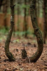 A unique natural sculpture in a forest, featuring two dramatically curved tree trunks forming an arch over a small stump, topped with a single pine cone. This abstract composition captures harmony 