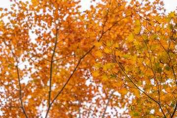 Branches of a tree display vivid orange and yellow fall leaves. The warm tones glow softly against the sky.