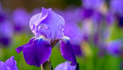 Vivid purple iris bloom against a blurred green and violet background, capturing depth and vibrant hues