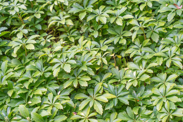 Fototapeta premium Dense green groundcover with glossy leaves fills the frame. The fresh foliage creates a lush and vibrant look.