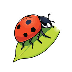 A cute ladybug on a leaf