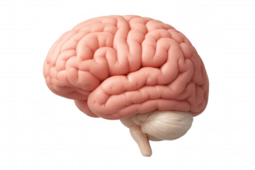 Human brain model representing intelligence, mind, thought, memory, and neuroscience research on a transparent background