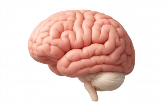 Human brain model representing intelligence, mind, thought, memory, and neuroscience research on a transparent background