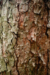 A detailed close-up of rough, cracked pine tree bark, showcasing a natural pattern of brown, reddish, and gray textures on the trunk's surface in a vertical composition.