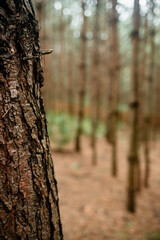 A close-up vertical shot emphasizing the rough, dark texture of a pine tree trunk in the foreground, with a blurred, uniform pine forest receding into the soft background.
