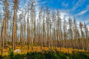 Forest After a Fire in Repovesi National Park