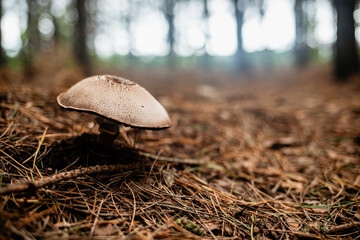 A single wild mushroom with a textured brown cap sprouts from the ground, surrounded by fallen pine needles, with a blurred forest and bright, hazy background light creating a soft mood.