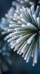 Frosty Pine Needles - A Winters Embrace in Delicate Detail.