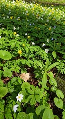 Spring Woodland Floor - A Carpet of Anemones and Lush Greenery.