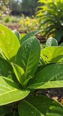 Lush Green Leaves Bathed in Sunlight - A Vibrant Close-Up.