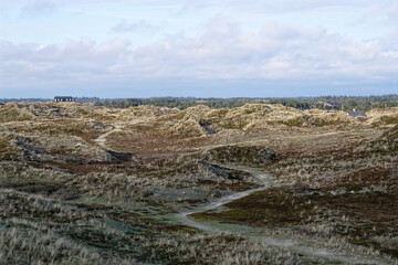 Heide und Dünenlandschaft Dänemark Grærup Strand