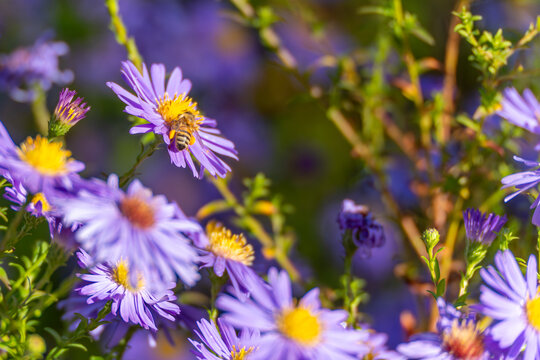 Bee on purple aster macro. A honeybee collects pollen from a vivid purple aster. The close-up captures detail, texture, and vibrant natural colors. - Powered by Adobe