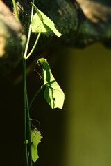 Slender Green Vine with Small Leaves Backlit by Golden Sunlight

