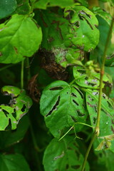 Damaged Green Leaves with Holes and Pest Infestation

